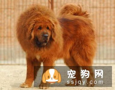 藏獒吃什么食物容易中毒?