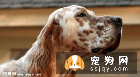 英国雪达蹲猎犬的外形特征及饲养方法_训练|图片