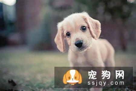 老年宠物狗营养补充的七大问题
