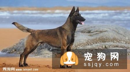 马利诺斯犬多少钱一只,怎么训练_特征介绍|图片