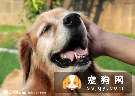 怎么判断狗狗变老，狗狗变老有什么特征
