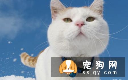 为什么要给公狗做绝育手术，狗狗绝育需要注意些什么？