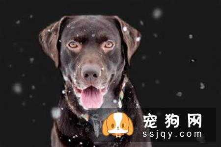 如何正确牵引狗狗，防止它暴冲