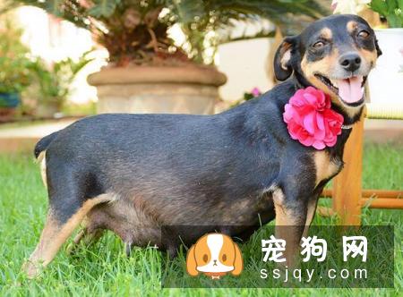 母狗产前 主人需要做好这些准备