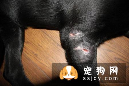 狗狗外伤应该怎么处理