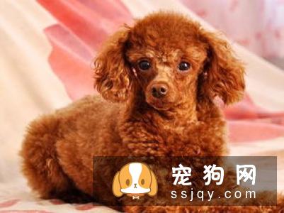 铲屎官必看，家里宠物生病的14种症状！