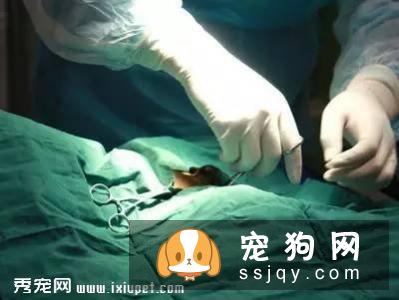 宠物呼吸麻醉是怎么回事？如何看待麻醉风险?