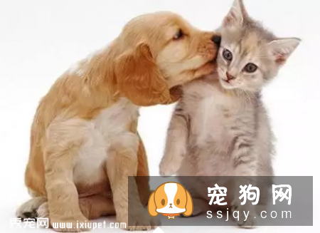 猫狗挑食是什么原因引起的，应该如何改善？