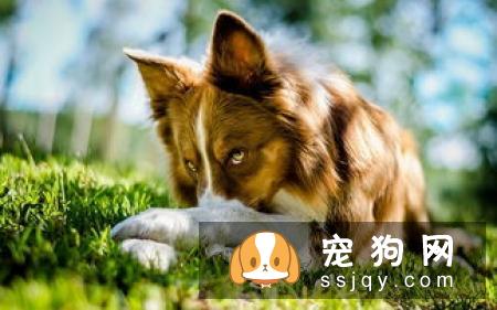 边境牧羊犬怎么训练？边境牧羊犬训练方法