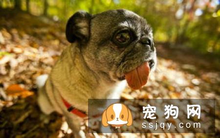 藏獒体型与外貌评定标准