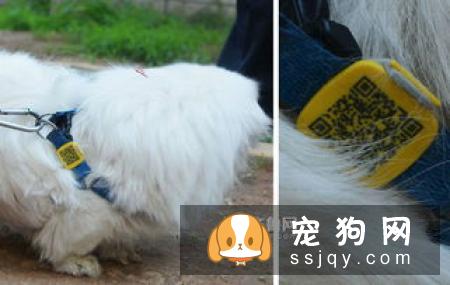 小狗怎么养，有什么需要注意的地方？