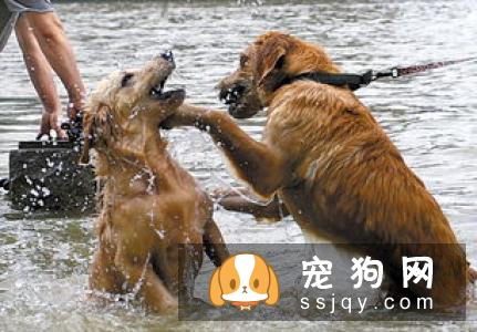 这样给狗狗擦脚，避免引发“人狗矛盾”