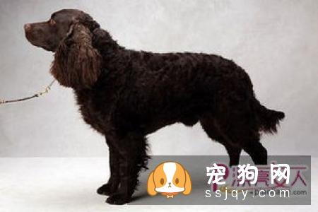 幼犬骨骼发育—喂养指南