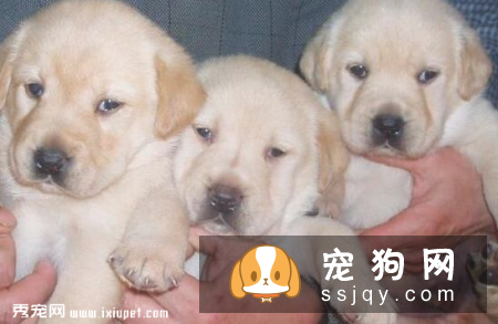 小狗多大可以吃狗粮，小狗吃什么狗粮好？