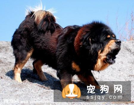 健康的小藏獒活泼,有精神,食欲、排泄均正常。仔细检查还有以下特征