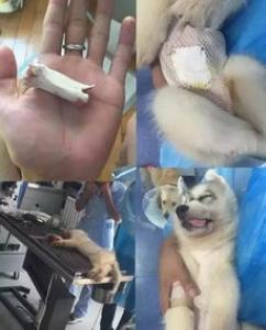 狗狗患病后疼痛难忍通过物理治疗可以缓解痛感