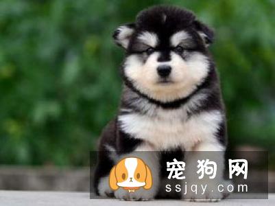 宠物大便带血的原因是什么