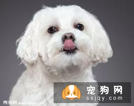 狗狗鼻子干的原因刚睡醒时,鼻子是干的