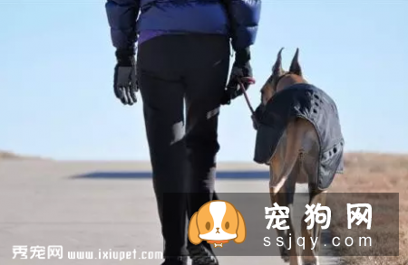 防狗走丢：帮狗狗佩戴宠物防走丢狗牌和掌握这几个应急方法
