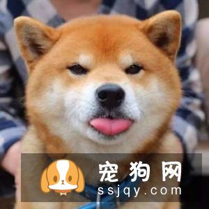 柴犬吃什么发毛 以下三种食物可以让柴犬美毛