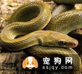 养宠必知 宠物十大致死原因
