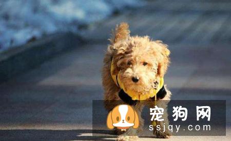 狗狗体外驱虫喷剂的使用方法及注意事项