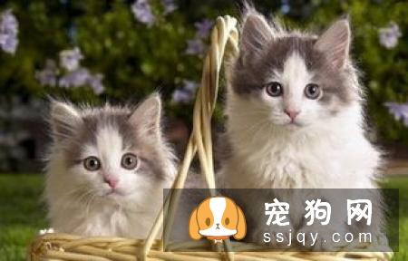 狗狗吐白沫的四大原因_宠物频道
