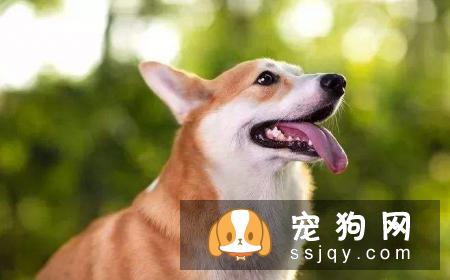 狗狗唤回训练应该怎么做