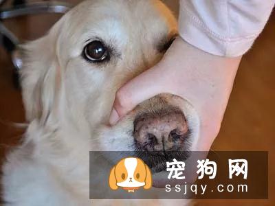 狗子乖乖吃药这件事,貌似只发生在它少不更事的时候,还会花样拒绝你