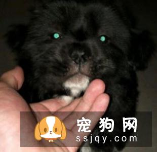 如何确诊狗狗传染性肝炎