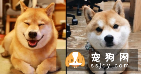 世界十大最忠诚的狗的排名