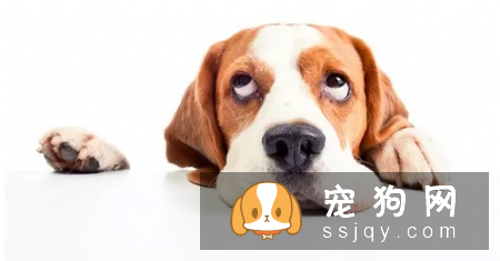 狗狗眼里看到的世界跟人类是一样的吗？