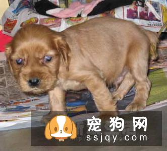 宠物太胖，应该如何控制体重？