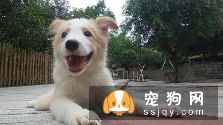 如何训练狗狗趴下