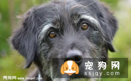 怎么判断狗狗变老，狗狗变老有什么特征