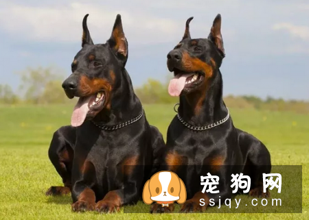 研究证明，母犬比公犬更聪明！