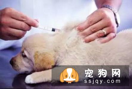 如何给狗狗打疫苗