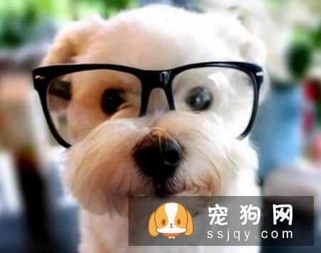 狗狗的春季管理春季是狗最易患病的季节
