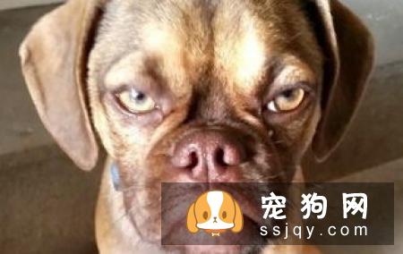 奥地利黑褐猎犬的基本特征及训练方法_饲养|图片