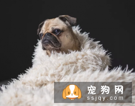 狗狗产后护理，是头等大事 不可忽视！