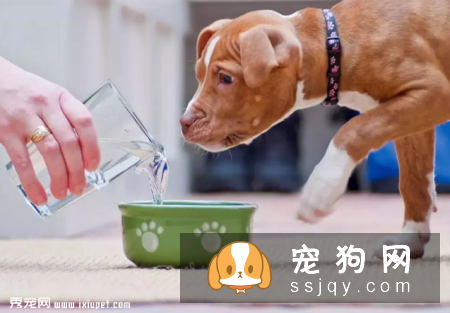 不要恐惧狗狗患糖尿病，来了解一下患病原因和治疗方法吧