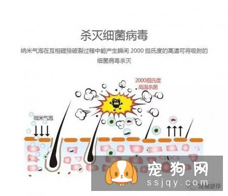 专业宠物SPA，远不止是“泡澡、按摩”那么简单