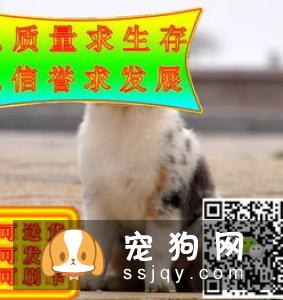 挑选苏格兰牧羊犬需要掌握哪些选购技巧?