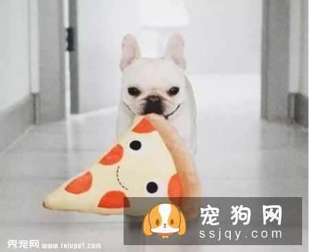 狗狗拉稀很活泼，狗狗拉稀但很精神