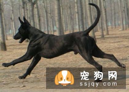 公藏獒和铁包金有什么区别?