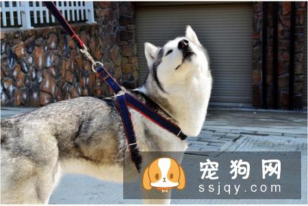 带狗狗出行，应该如何正确的牵引狗狗