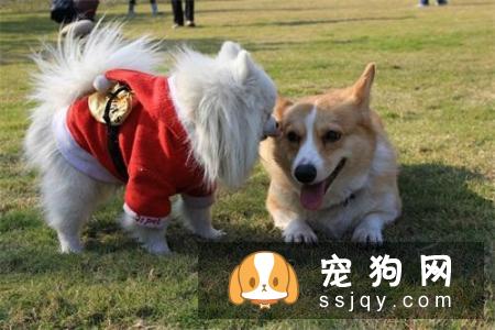 狗狗发情时间及发情期注意事项