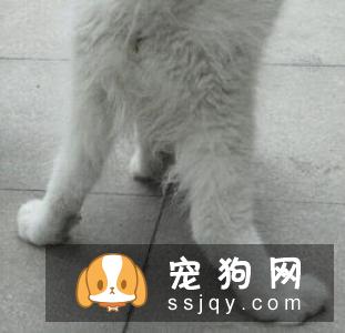 狗狗外伤应该怎么处理