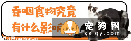 狗狗吃食狼吞虎咽不咀嚼，当心酿成大祸