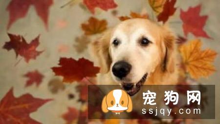 狗狗生病了应该怎么照顾